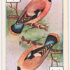 Birds of brilliant plummage.