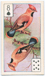 Birds of brilliant plummage.