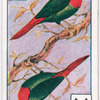 Birds of brilliant plummage.