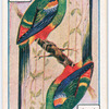 Birds of brilliant plummage.
