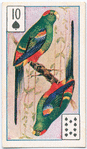 Birds of brilliant plummage.
