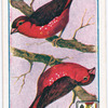 Birds of brilliant plummage.