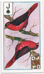 Birds of brilliant plummage.
