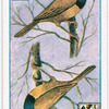 Birds of brilliant plummage.
