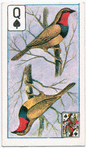 Birds of brilliant plummage.