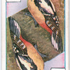 Birds of brilliant plummage.