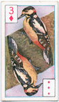 Birds of brilliant plummage.