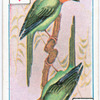 Birds of brilliant plummage.