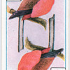 Birds of brilliant plummage.