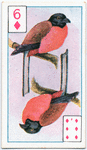 Birds of brilliant plummage.