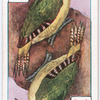 Birds of brilliant plummage.