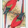 Birds of brilliant plummage.