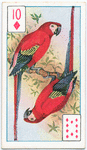 Birds of brilliant plummage.