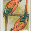Birds of brilliant plumage.