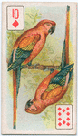 Birds of brilliant plumage.