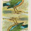 Birds of brilliant plumage.