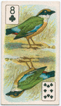 Birds of brilliant plumage.