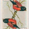 Birds of brilliant plumage.