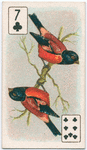 Birds of brilliant plumage.