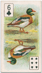 Birds of brilliant plumage.