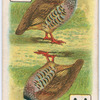 Birds of brilliant plumage.
