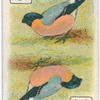 Birds of brilliant plumage.