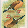 Birds of brilliant plumage.