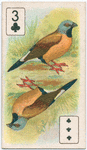 Birds of brilliant plumage.
