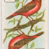Birds of brilliant plumage.