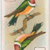 Birds of brilliant plumage.