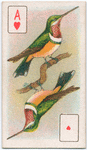Birds of brilliant plumage.