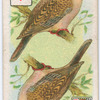 Birds of brilliant plumage.