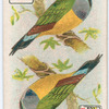 Birds of brilliant plumage.