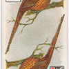 Birds of brilliant plumage.