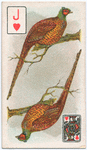 Birds of brilliant plumage.