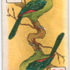 Birds of brilliant plumage.