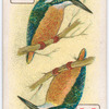 Birds of brilliant plumage.