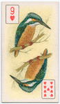 Birds of brilliant plumage.