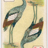 Birds of brilliant plumage.