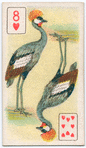 Birds of brilliant plumage.