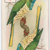 Birds of brilliant plumage.
