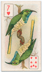Birds of brilliant plumage.