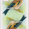 Birds of brilliant plumage.