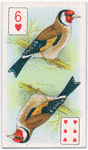 Birds of brilliant plumage.