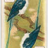 Birds of brilliant plumage.