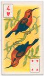 Birds of brilliant plumage.
