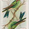 Birds of brilliant plumage.
