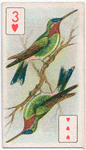 Birds of brilliant plumage.
