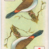 Birds of brilliant plumage.