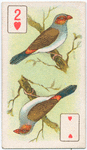 Birds of brilliant plumage.